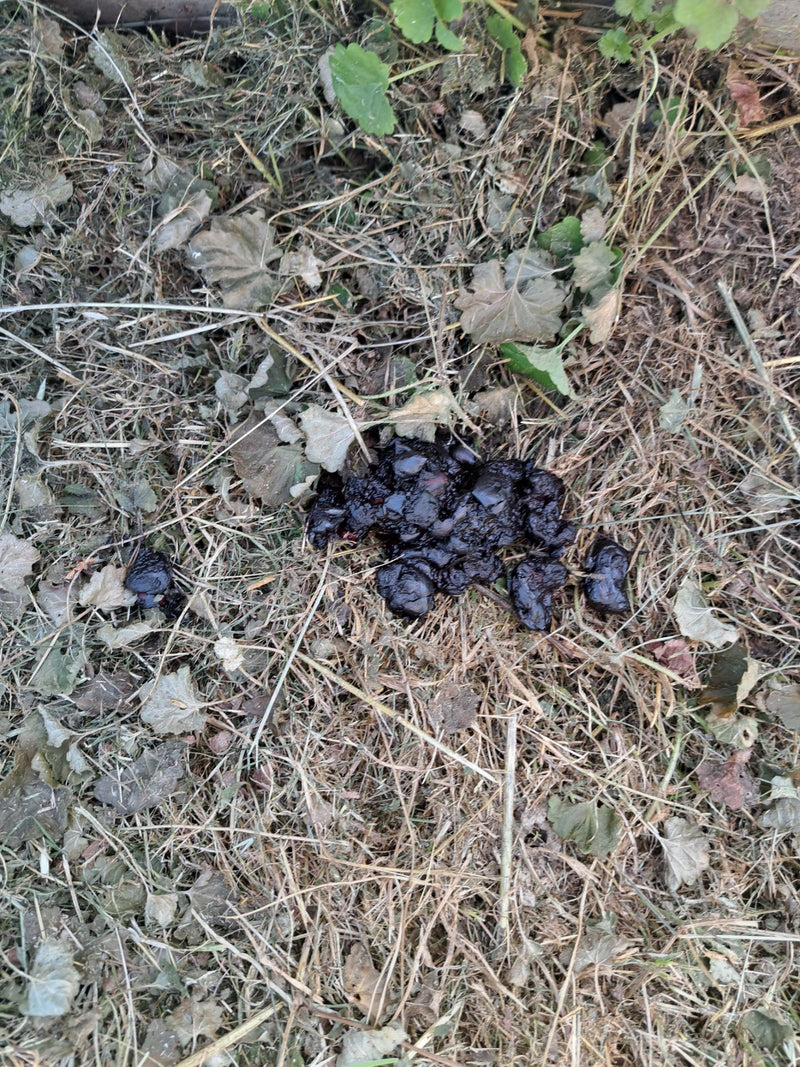 Hérisson à poitrine brune ou occidental — photo 1 sur 64