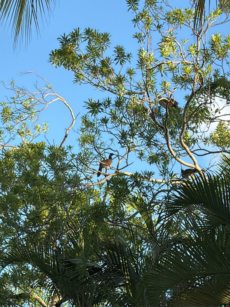 Braune Chachalaca — photo 1 sur 1