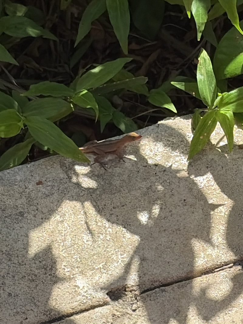 Brauner Anolis — photo 1 sur 1