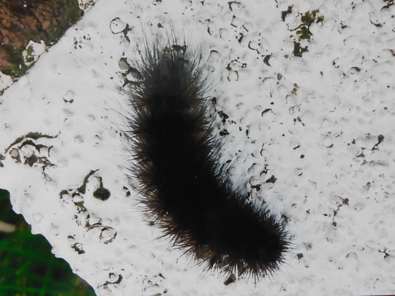 Ours brun — Bild 1
