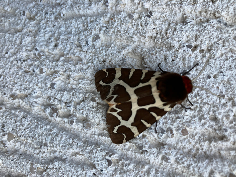 Un Écaille chardon, aux ailes ornées d'un motif caractéristique, est posé sur un mur crépis clair. L'insecte se repose immobile sur la surface.