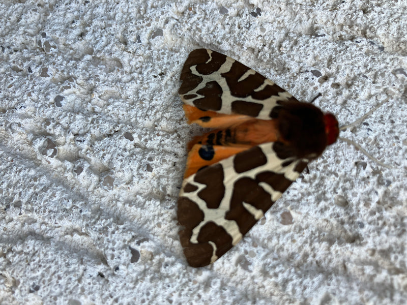 Un écaille menthe-poivrée est posé sur un mur crépis clair. Le papillon montre ses ailes antérieures au motif typique brun et blanc.