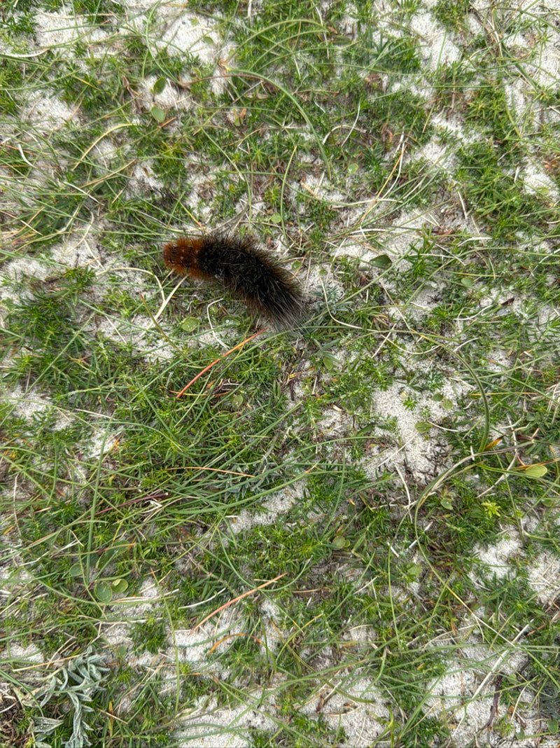 L'image montre une chenille d'écaille caucasienne vue du dessus. Elle se déplace sur un sol sableux avec de l'herbe clairsemée.