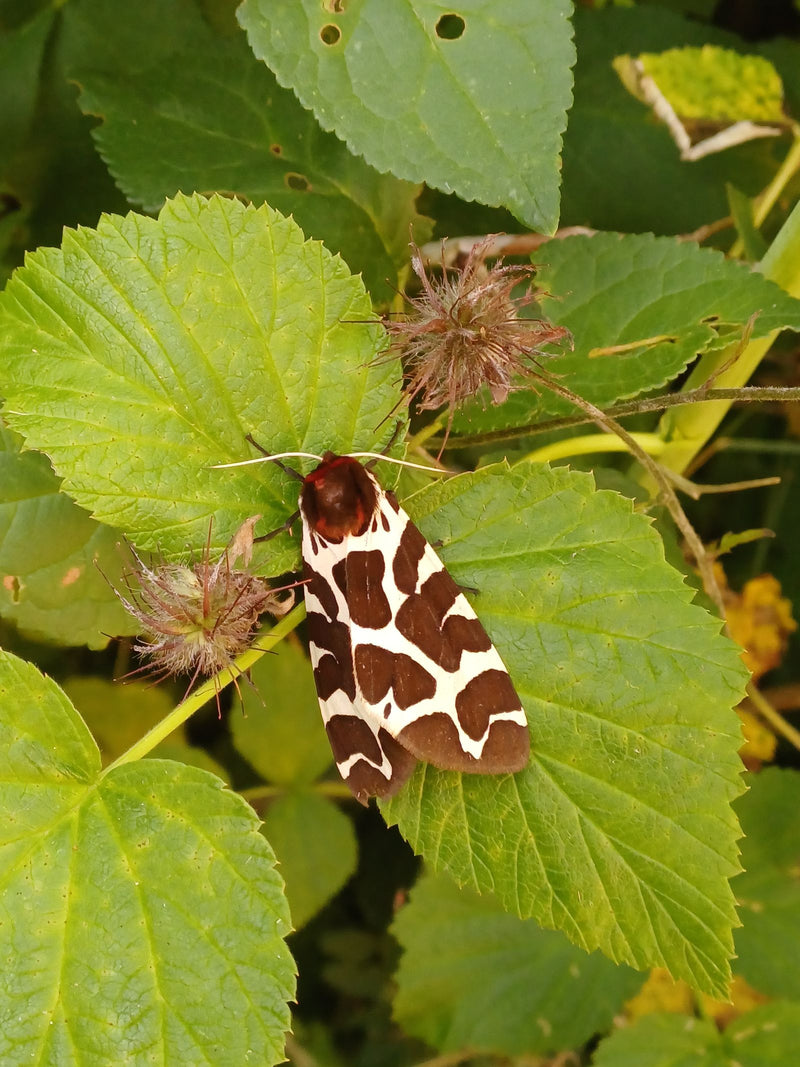 Un écaille menthe-poivrée aux ailes brunâtres et blanches repose sur des feuilles vertes. L'insecte est bien visible.