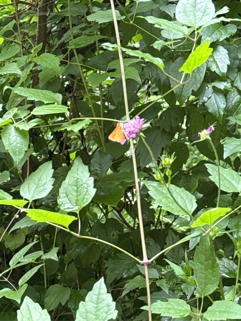 Papillon tête-de-boule brune — Bild 2