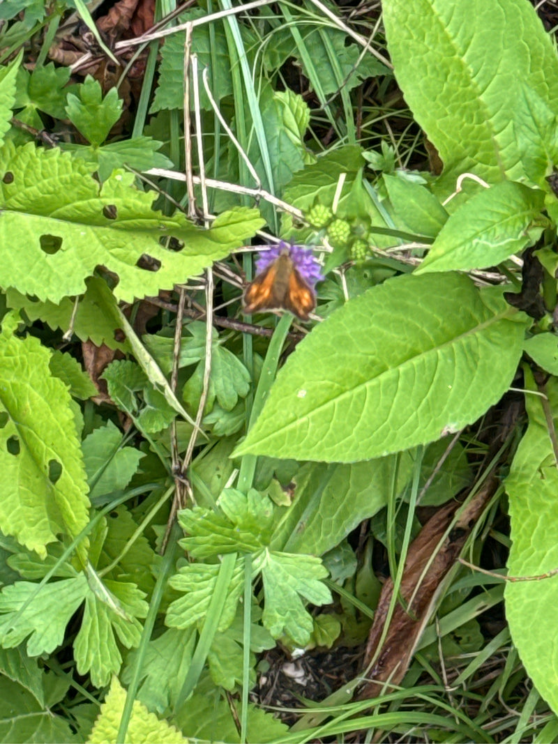 Papillon tête-de-boule brune — Bild 5