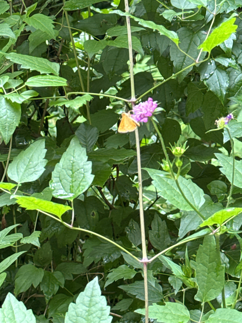 Papillon tête-de-boule brune — Bild 3