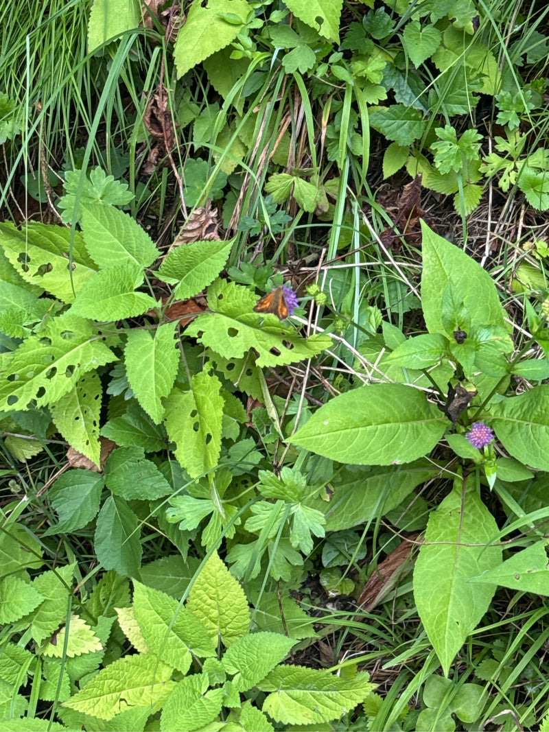 Papillon tête-de-boule brune — Bild 1