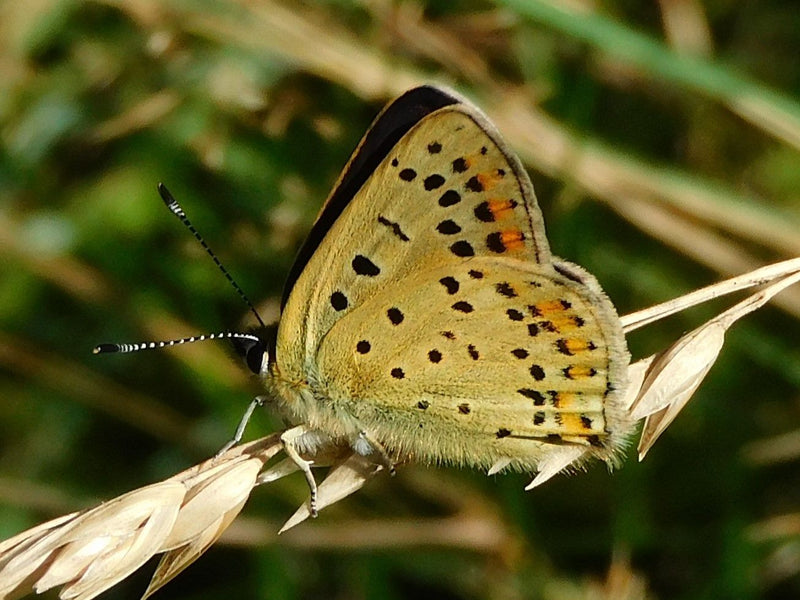 Papillon de feu brun — Bild 1