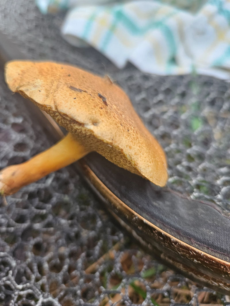 On observe un sporophore cueilli d'un bolet du genre Suillus, présentant des pores jaunâtres et un chapeau brun ocre.