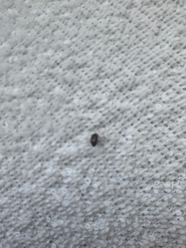 Un petit anthrène des tisseurs est posé sur une structure textile claire. L'insecte est très petit et à peine reconnaissable en détail.