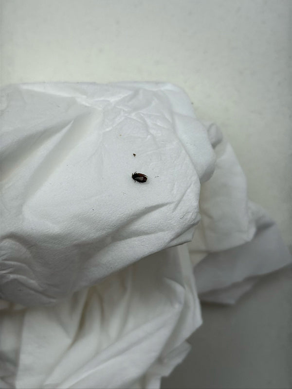 Un attagène des tapis se trouve sur un mouchoir en papier blanc froissé. Le petit insecte est bien visible.