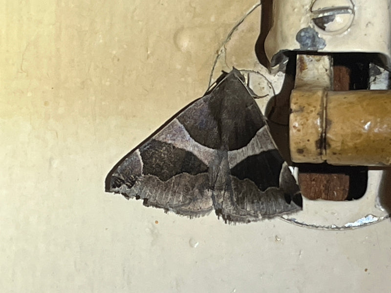 Hibou diurne brun — Bild 1