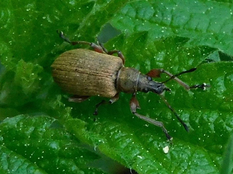 Charançon épineux à pattes brunes — Bild 2