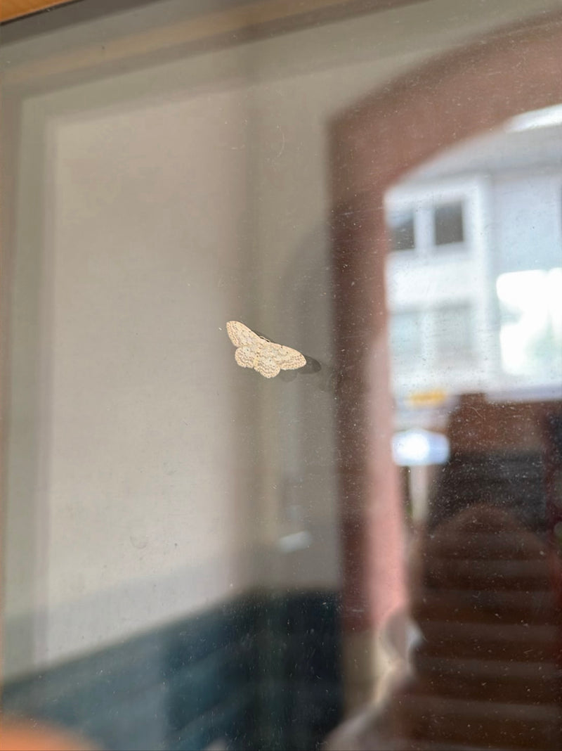 Papillon nain à rayures brunes — Bild 2