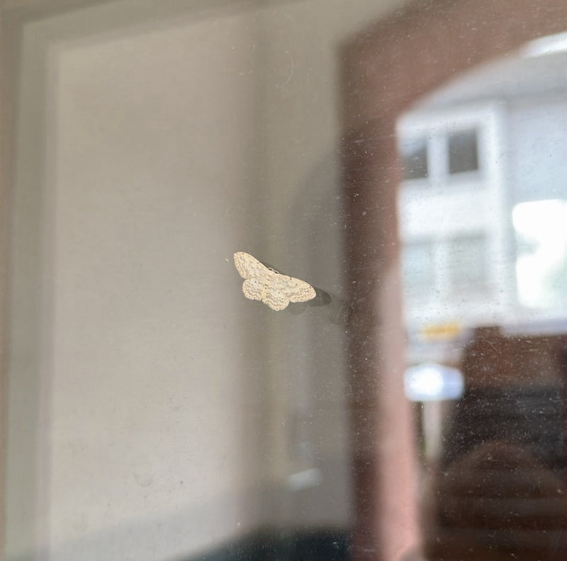 Papillon nain à rayures brunes — Bild 1