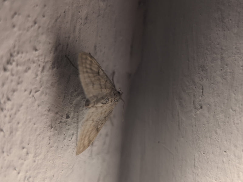 Un petit papillon nocturne est clairement visible au repos sur un mur clair et texturé. L'insecte se tient les ailes légèrement ouvertes.