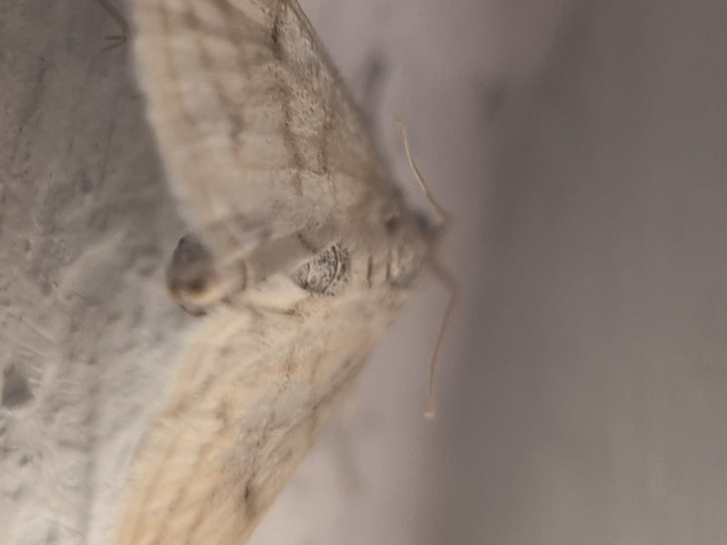 L'image montre un petit papillon de nuit dans une perspective rapprochée mais floue sur une surface claire.