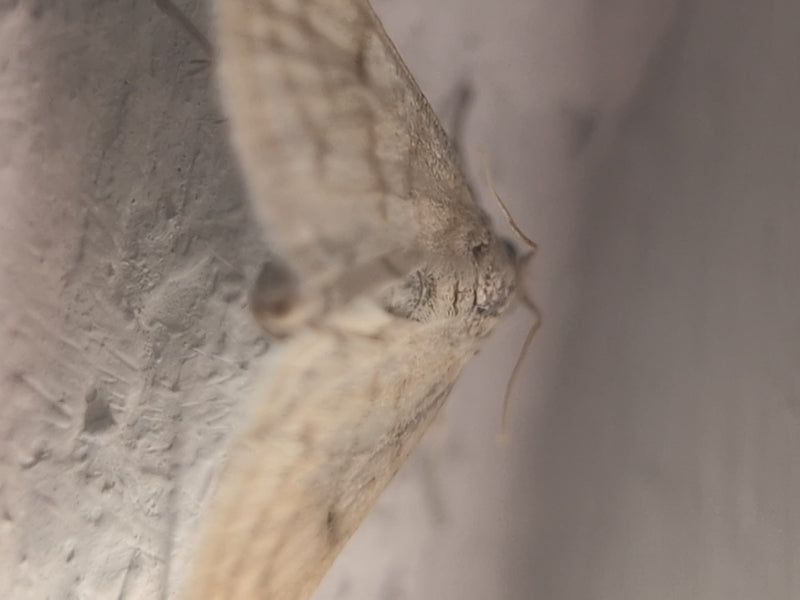L'image montre une petite phalène posée sur un mur clair. Le papillon est vu de profil, révélant ses ailes à motifs.