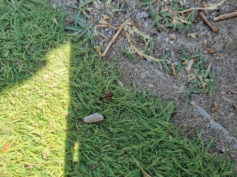 Combattre les fourmis charpentières — Bild 1