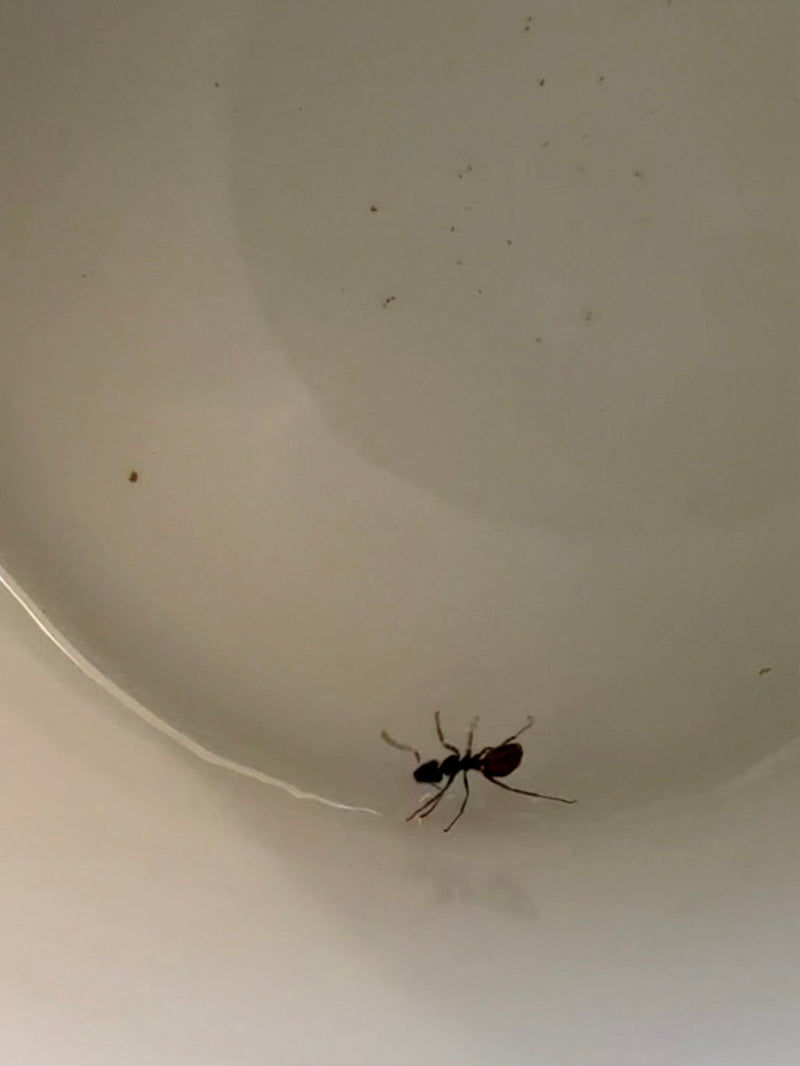 Une seule fourmi charpentière (Camponotus ligniperdus) marche sur une surface claire et lisse. L'insecte est clairement visible et en mouvement.