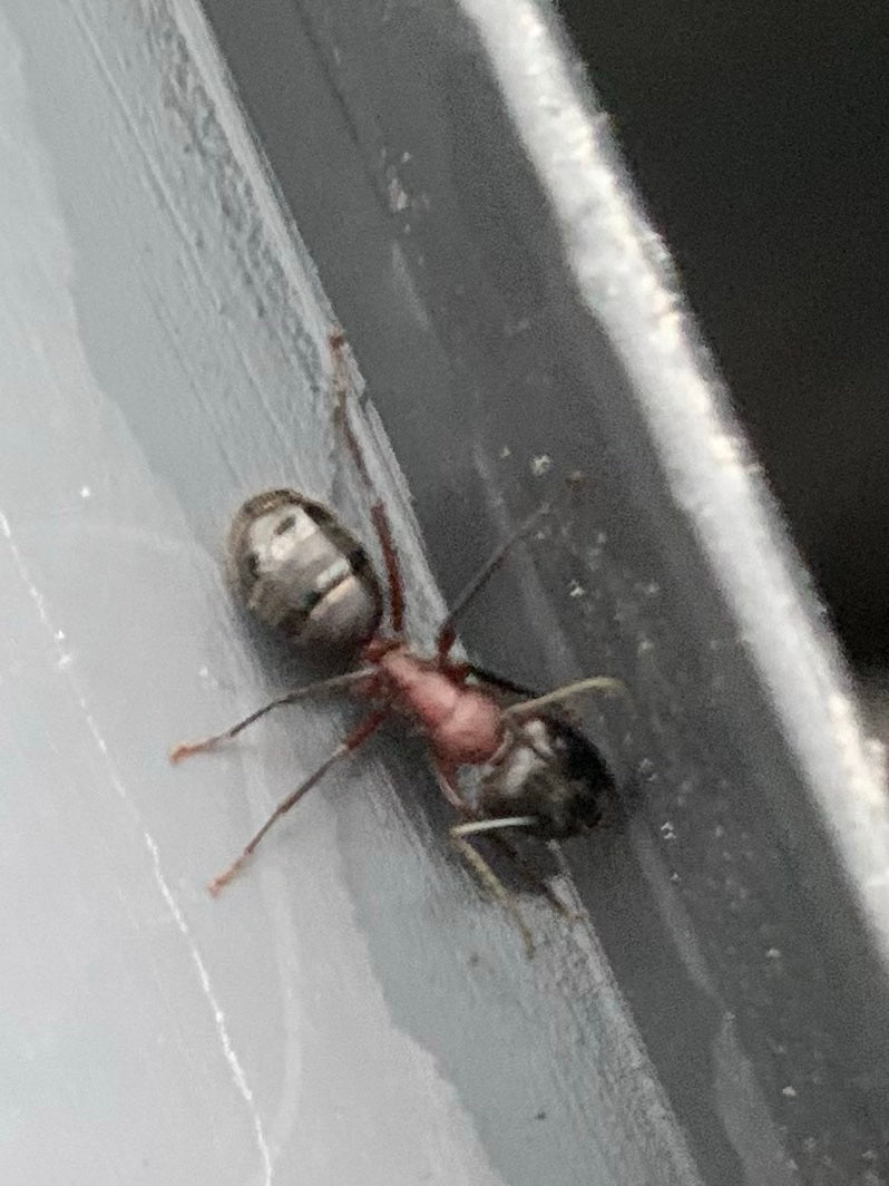 L'image montre une grande fourmi charpentière (Camponotus ligniperdus) marchant sur une surface lisse. Le thorax rougeâtre et l'abdomen sombre sont bien visi...