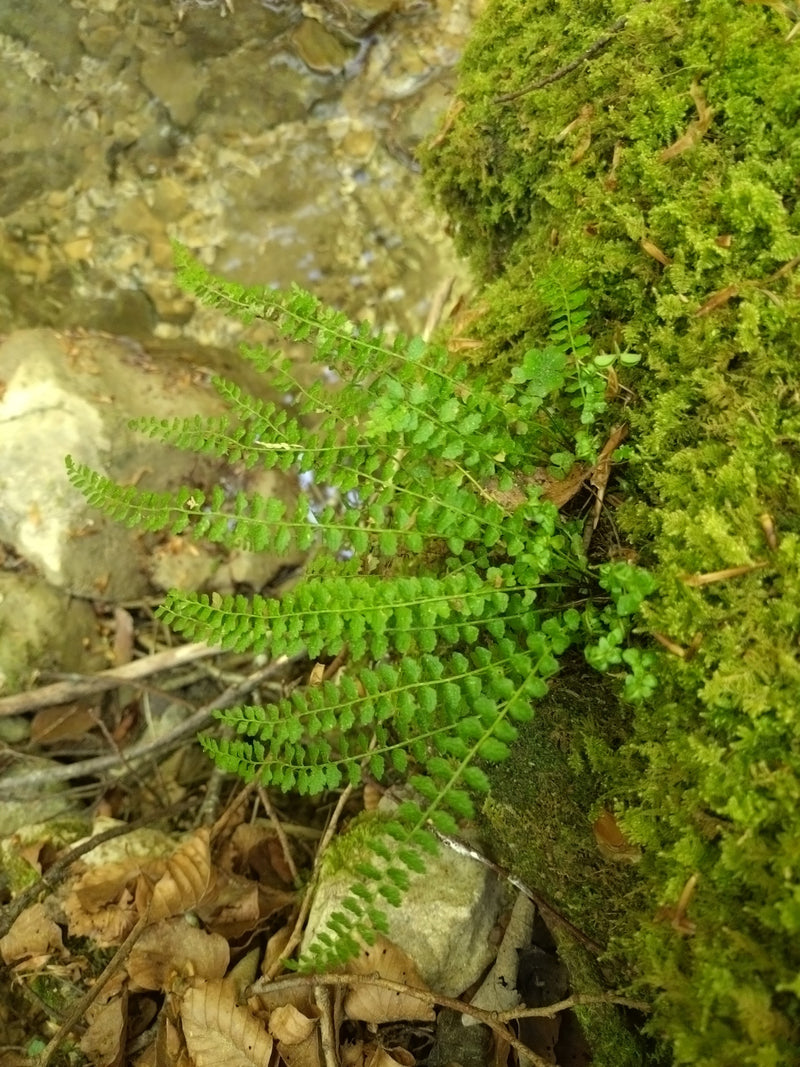 Fougère rayée à tige brune — Bild 1