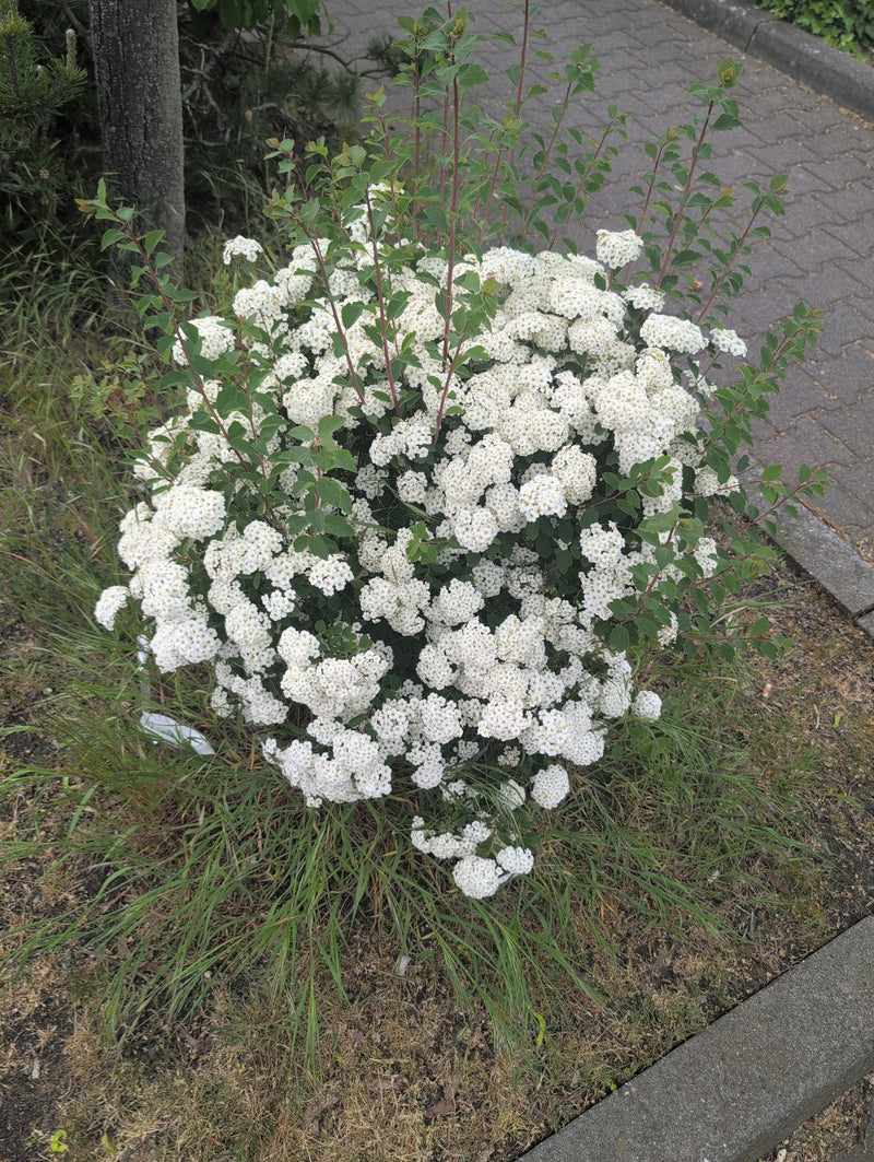 Spar de mariée — Bild 3