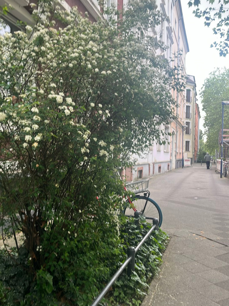 espar de mariée — Bild 2