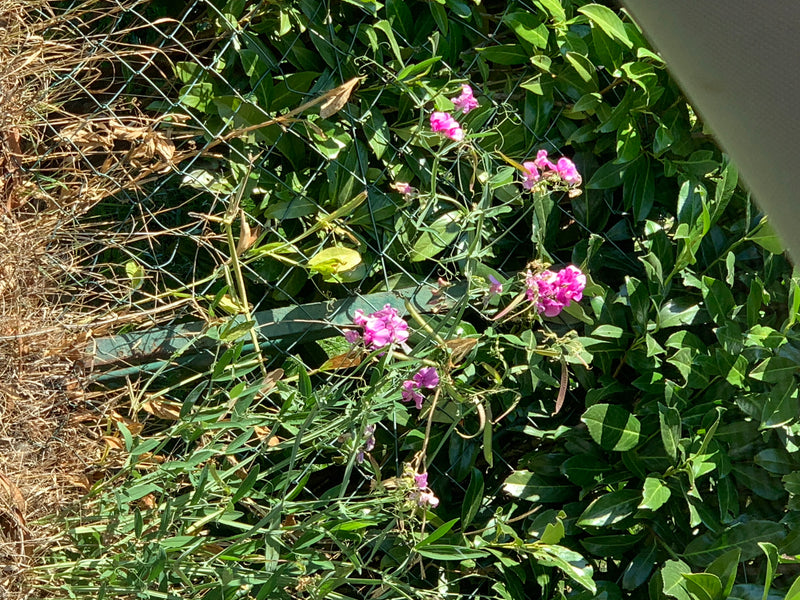 Une gesse à larges feuilles en fleurs grimpe le long d'un grillage vert avec des fleurs roses.