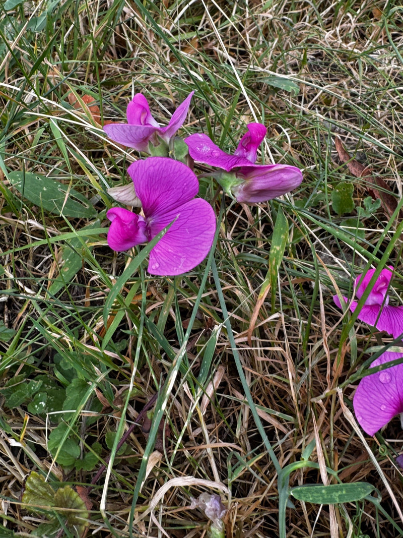 Pois de senteur à larges feuilles — photo 2 sur 16