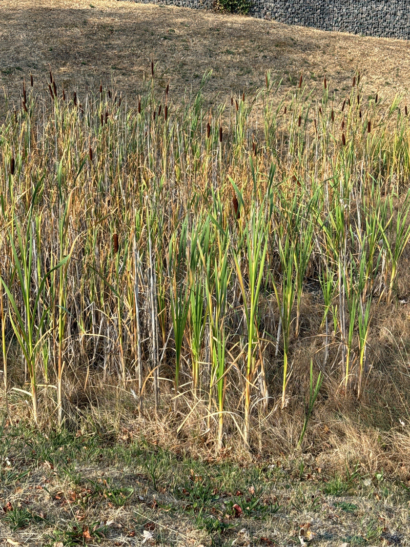 Quenouilles à larges feuilles — Bild 1