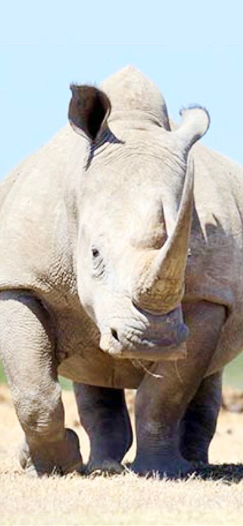 Breitmaulnashorn — photo 1 sur 1