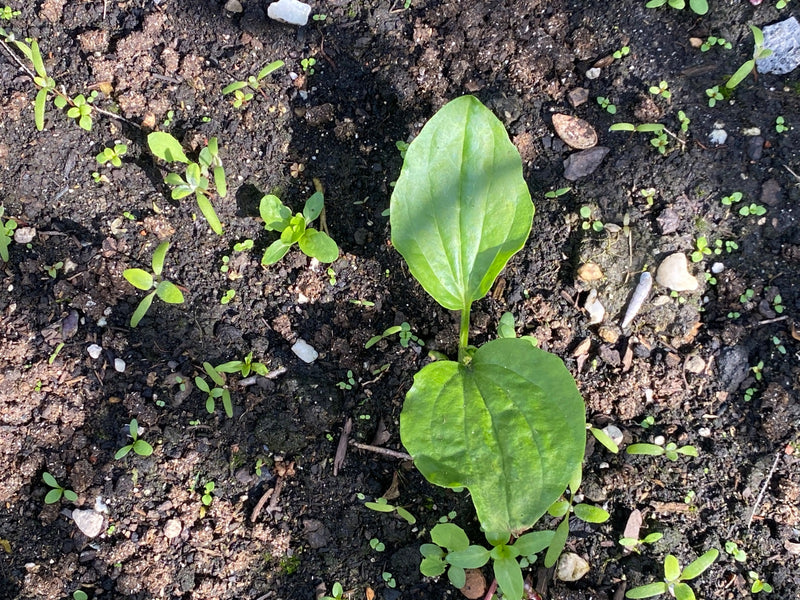 Plantain large — Bild 1