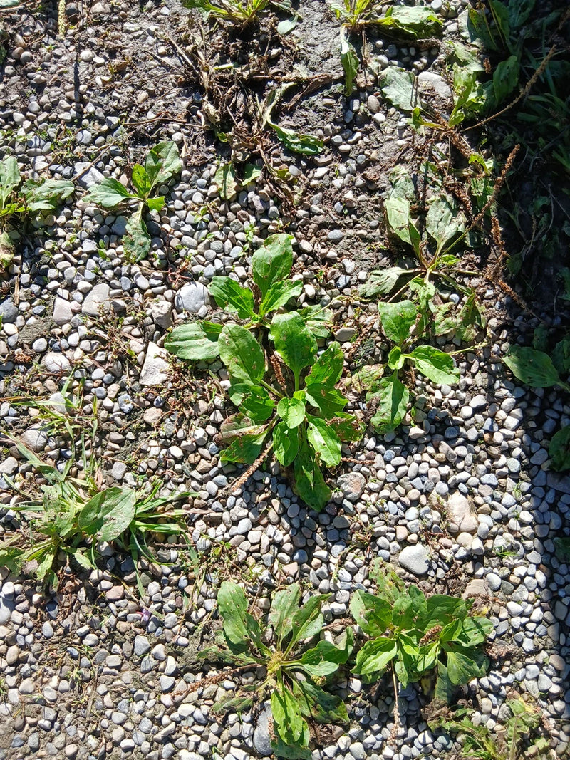 Plusieurs rosettes de grand plantain aux feuilles larges poussent sur un chemin de gravier pierreux. La photo montre les plantes par-dessus dans leur environ...