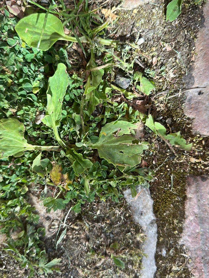 L'image montre les feuilles larges et typiques du grand plantain poussant près du sol. La plante se trouve dans un environnement avec de petites pierres et d...