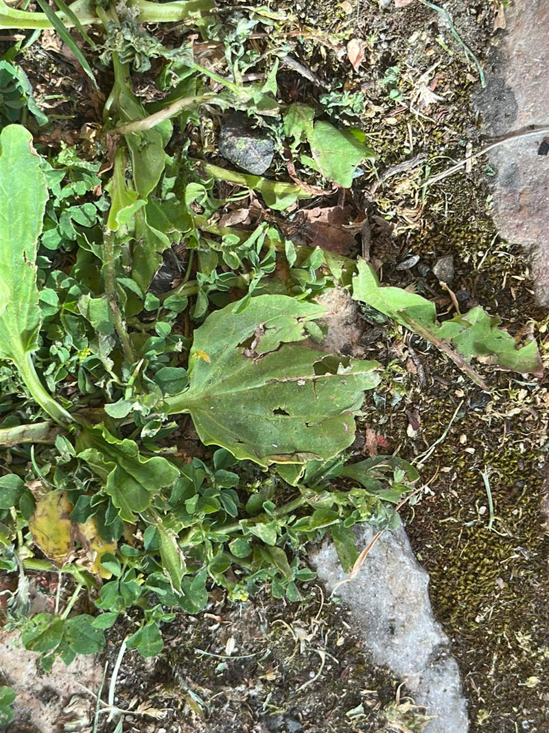 L'image montre les feuilles larges et typiques du grand plantain poussant à plat sur le sol. La plante se trouve dans un environnement naturel entre terre et...