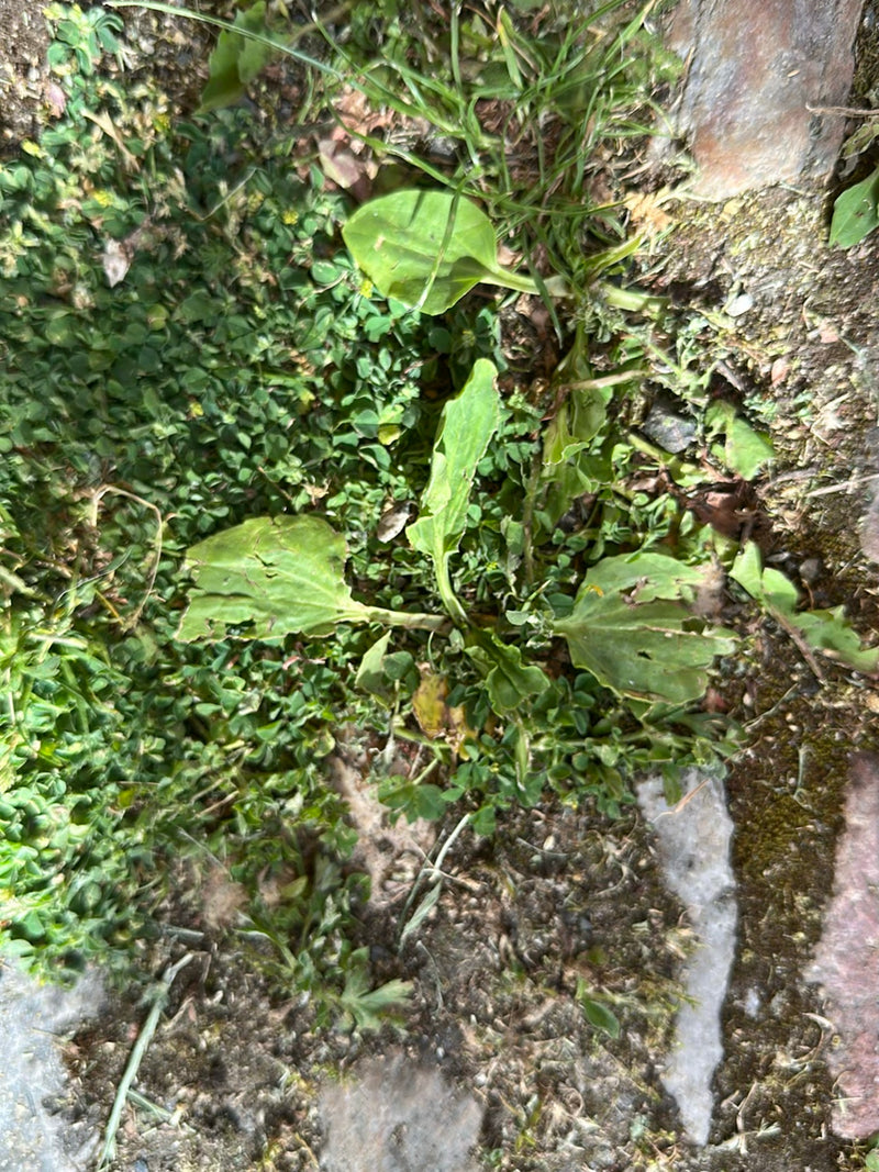 On y voit un plantain majeur avec ses feuilles larges caractéristiques en rosette près du sol. Il pousse sur un sol de terre et de pierres.