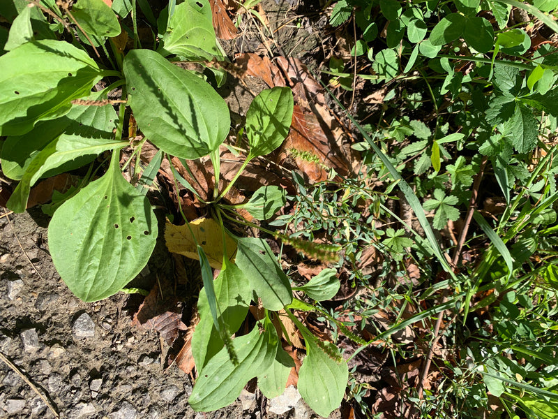L'image montre un plantain majeur avec ses feuilles vertes larges caractéristiques et ses inflorescences dressées. Il pousse sur un sol naturel composé de te...