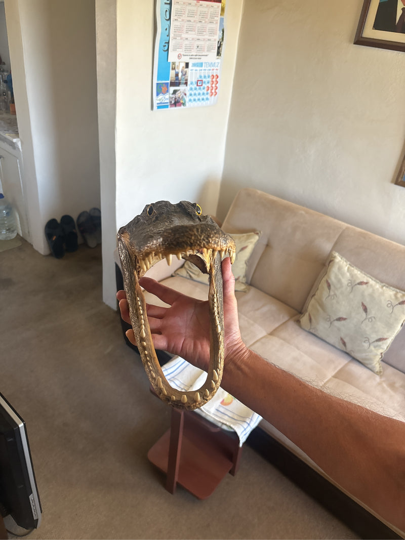 Caïman à lunettes — Bild 3