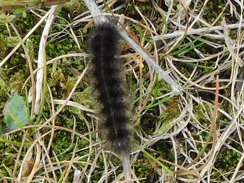 Papillon de la mûre — Bild 1