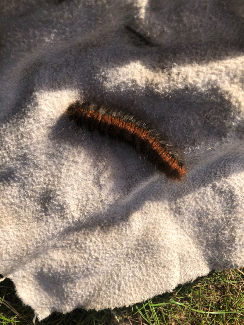 Une chenille mature du bombyx de la ronce repose sur un tissu clair au soleil.