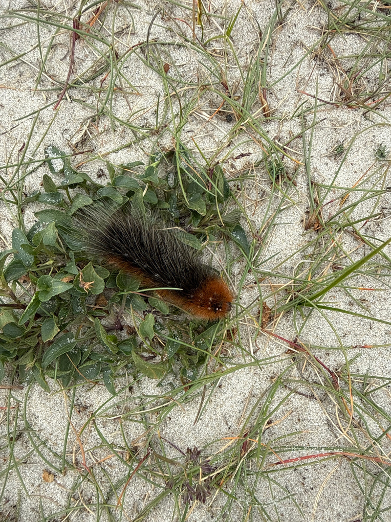 L'image montre une chenille poilue brune et noire du bombyx de la ronce. Elle est posée sur un sol sablonneux au milieu d'une végétation clairsemée.