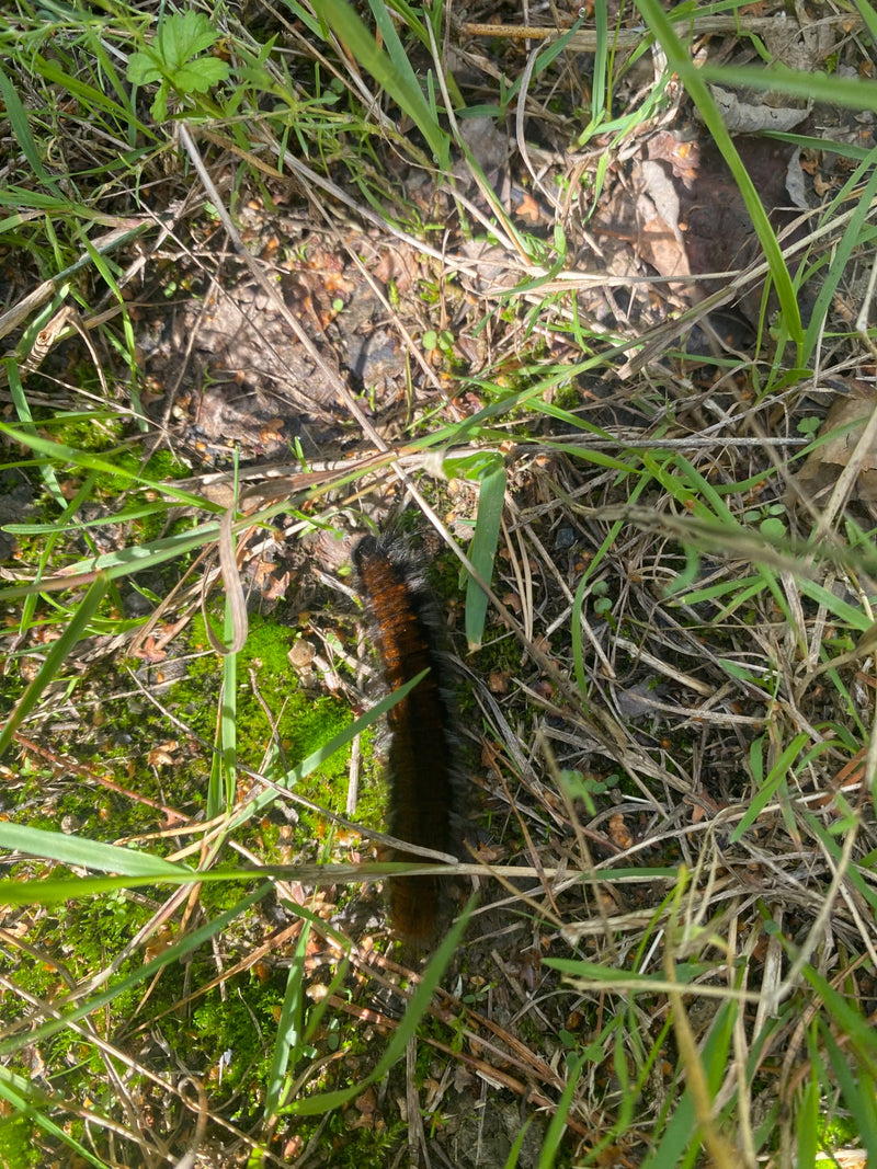 Une chenille du bombyx de la rousse rampe sur le sol végétalisé. Elle se déplace à travers l'herbe et la mousse.