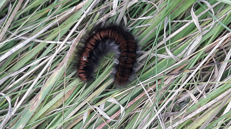 Une chenille poilue du bombyx de la rousse est lovée dans de l'herbe verte et sèche.