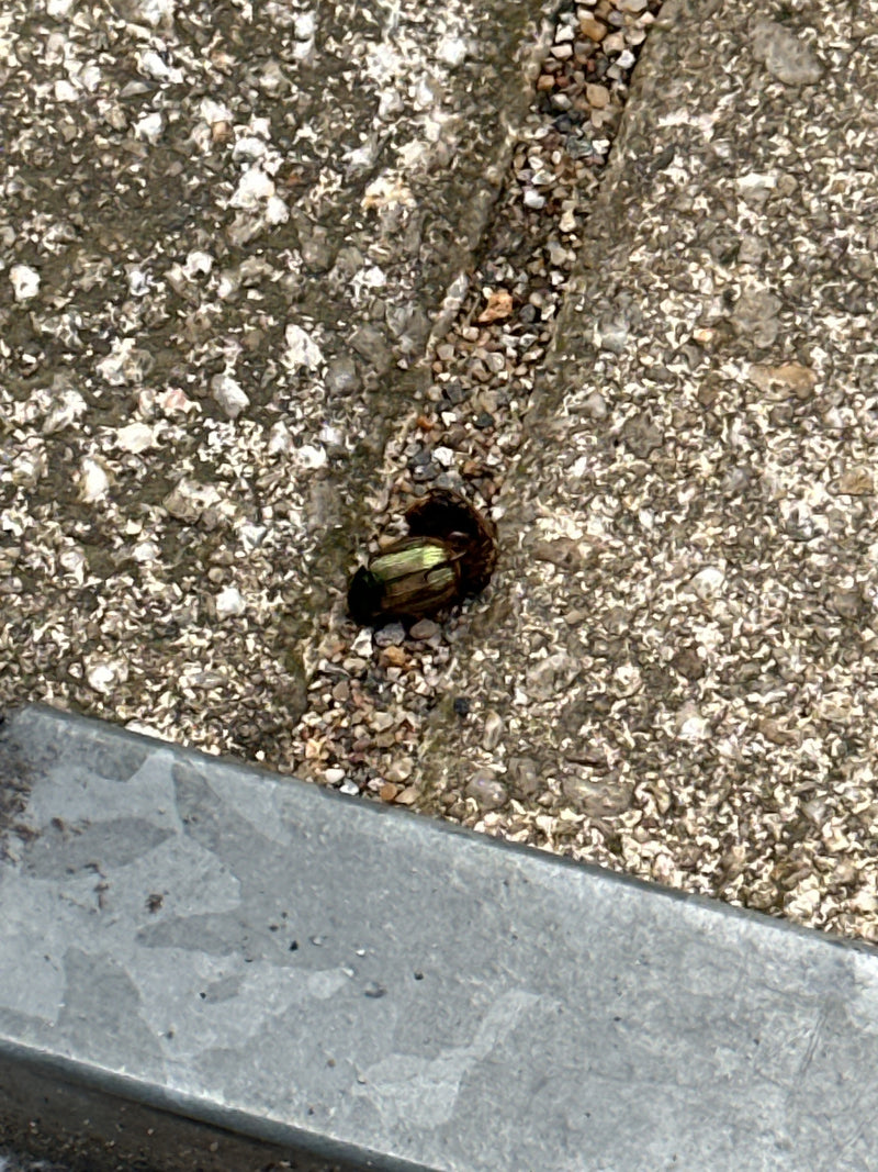 Un chrysomèle de Bank est posé sur une surface en pierre claire. L'insecte est visible du dessus.