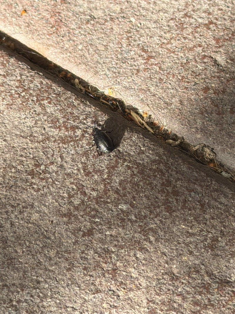 Un chrysomèle de Bank repose sur une surface en pierre près d'une jointure. L'insecte est bien visible sur le sol.