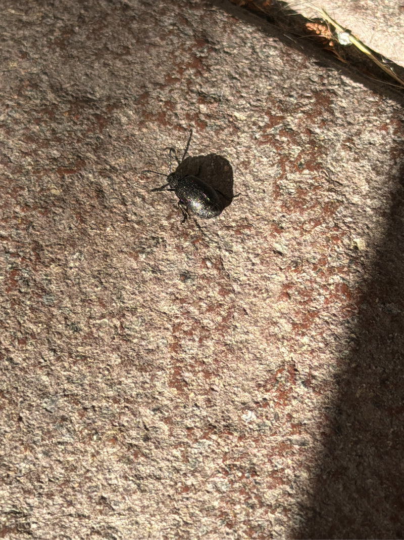 L'image montre une chrysomèle posée sur une surface de pierre texturée.