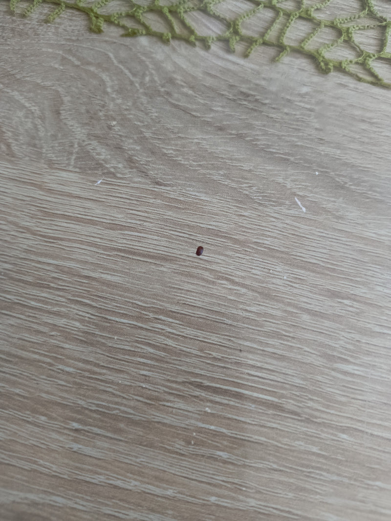 Un minuscule coléoptère brunâtre repose sur une surface en bois clair. La photo est prise de dessus et de loin.