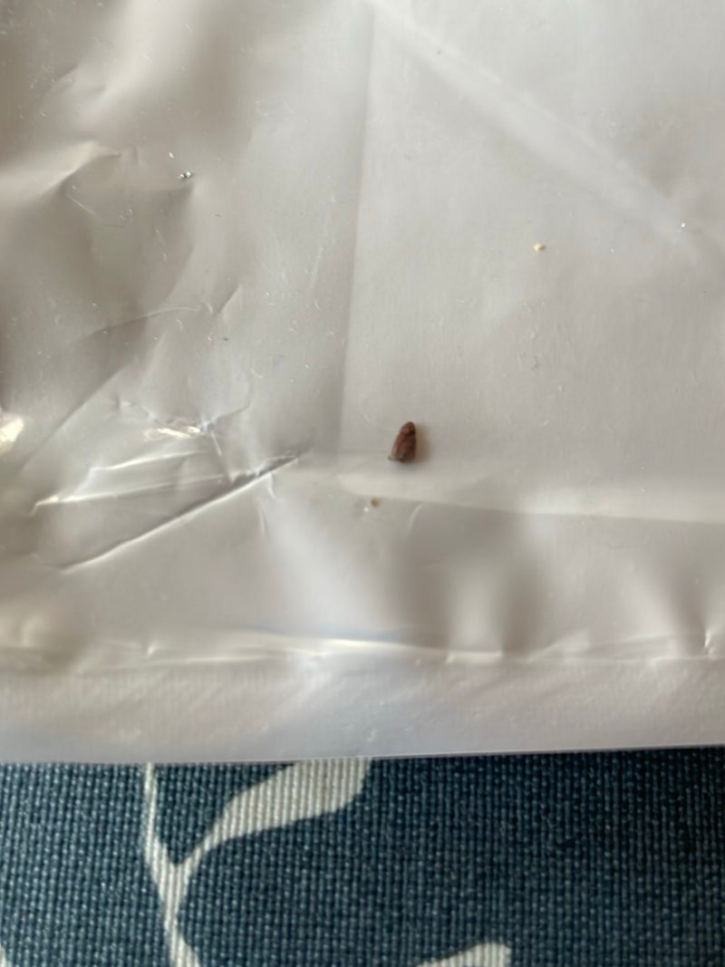 Un très petit coléoptère brun repose sur une surface en plastique blanc.